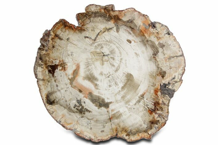 Polished Petrified Wood (Araucaria) Round - Madagascar #358043